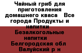 Чайный гриб для приготовления домашнего кваса - Все города Продукты и напитки » Безалкогольные напитки   . Белгородская обл.,Валуйский р-н